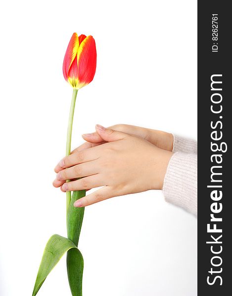 A girl's hand hold a tulip. A girl's hand hold a tulip.