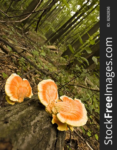 Wild mushrooms growing on a tree on a forest floor. Wide angle, unusual perspective.