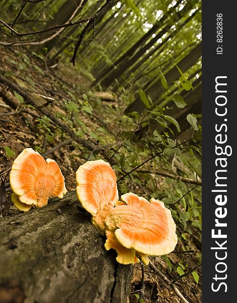 Mushrooms Growing On A Tree