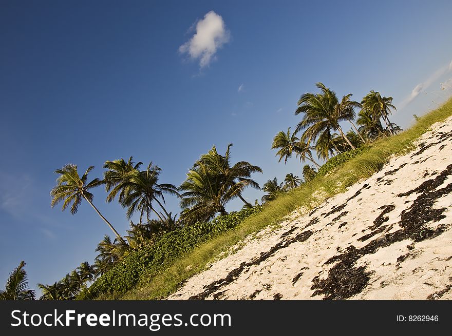 A single fluffy cloud floating on a clear day at the beach with coconut trees in the foreground. A single fluffy cloud floating on a clear day at the beach with coconut trees in the foreground.