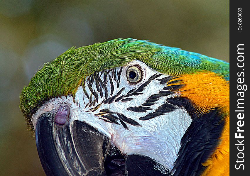 Macaw parrot face