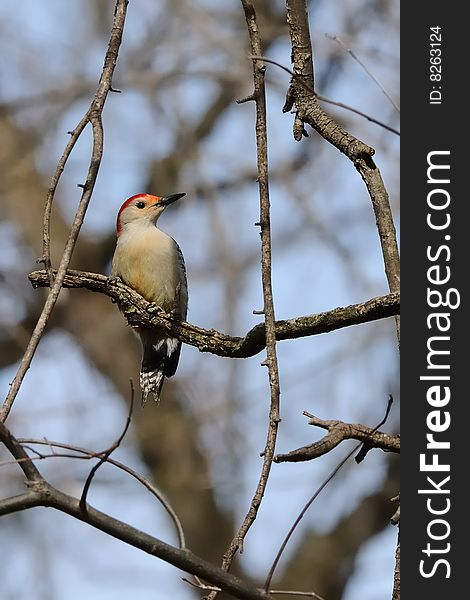 Photo of Red Bellied Woodpecker perched on branch