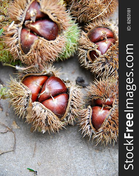 Chestnuts harvest in the autumn