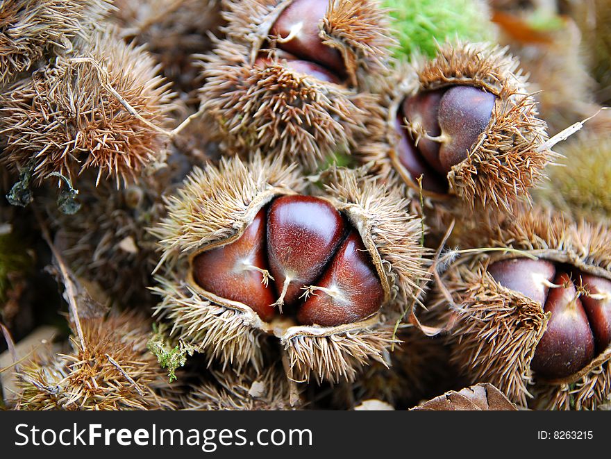 Chestnuts harvest in the autumn