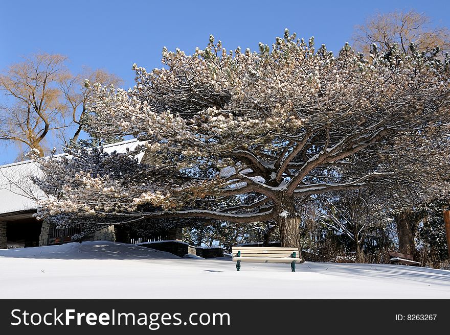 Snow Flowers