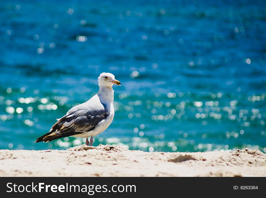 Seagull resting at Fire Island beach. Seagull resting at Fire Island beach