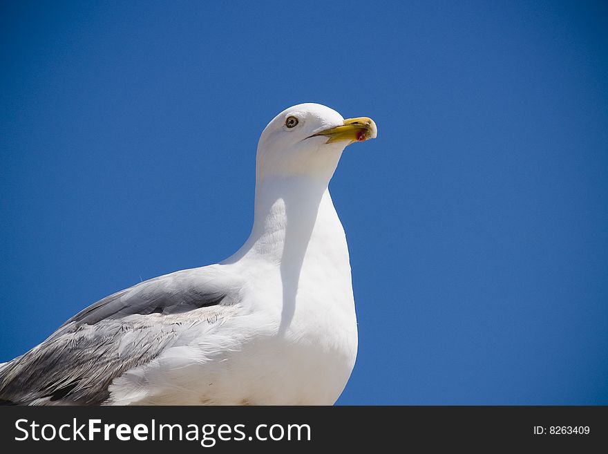 Seagull standing majestic on rooftop