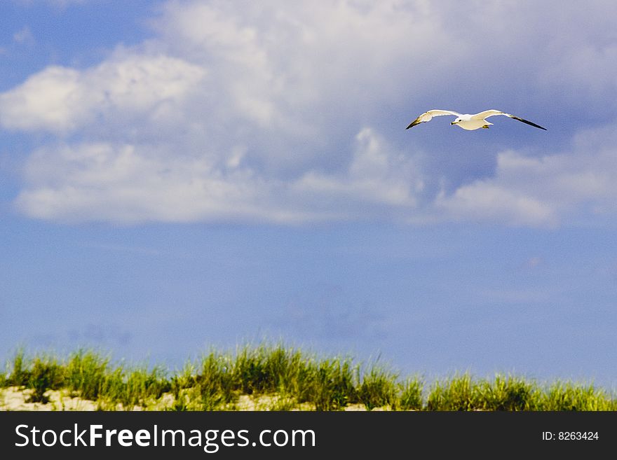 Seagull soaring above Fire Island beach. Seagull soaring above Fire Island beach