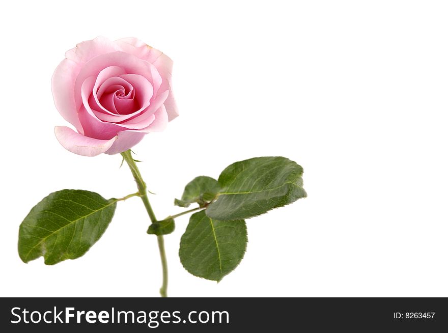 Pink flowering rose with a bright green foliage on a white background