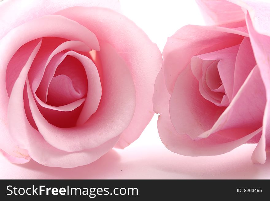Close up of two pink roses