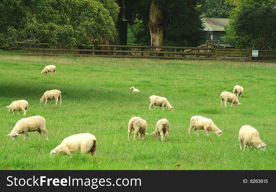 Scenic image of sheep grazing in pasture. Scenic image of sheep grazing in pasture