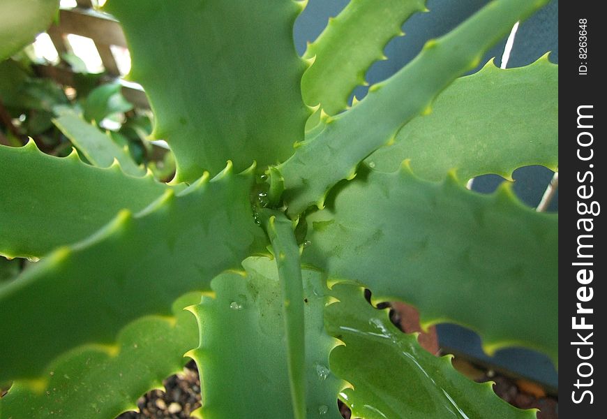 Photo of leaves of succulent