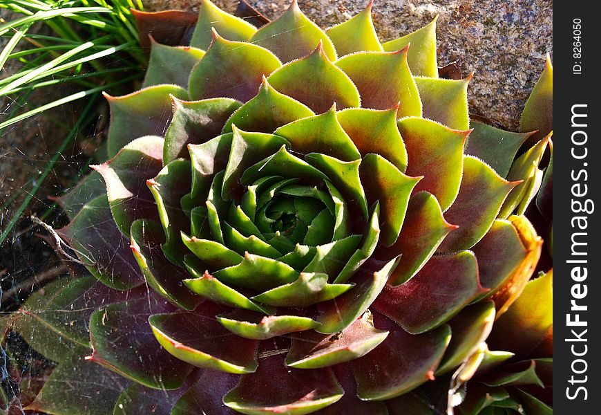 Details of green and red houseleek succulent