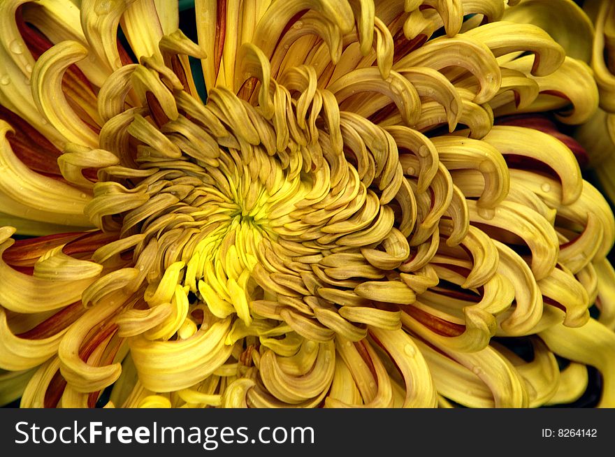 Close up of yellow marigolds. Close up of yellow marigolds