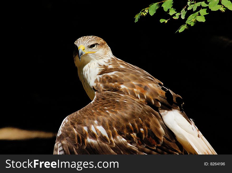 Portrait of the hawk with green leaves as background