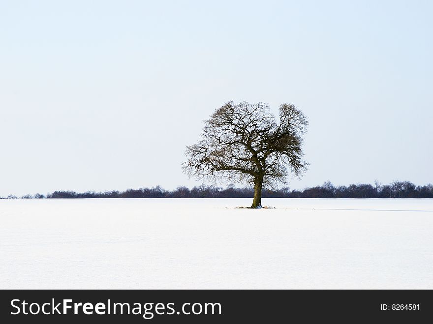 Tree stands isolated in snow covered landscape. Tree stands isolated in snow covered landscape