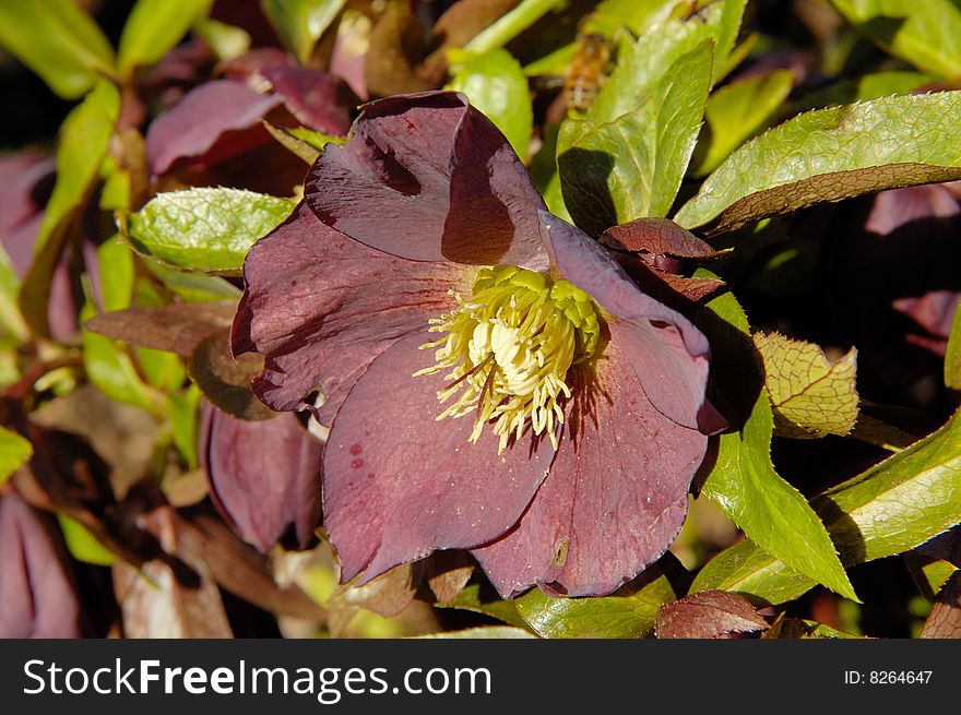 Blooming anemone or wind-flower  in the early spring with leaves as background