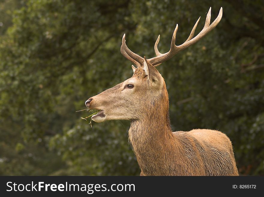 Male deer in a forest