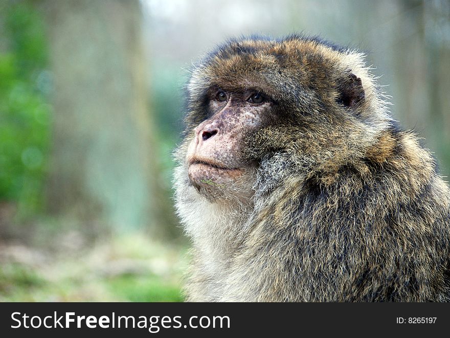 Closeup of a Barbary Ape