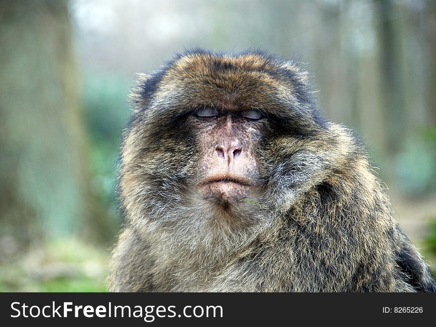 Closeup of a Barbary Ape. Closeup of a Barbary Ape