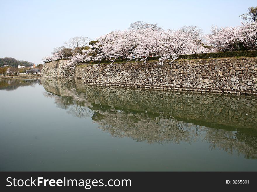 It's called'sakura ' in Japan. Also the national flower of Japan. It covers hills and fields When blossoms. Its petals falls like snow when passes away. It's called'sakura ' in Japan. Also the national flower of Japan. It covers hills and fields When blossoms. Its petals falls like snow when passes away.