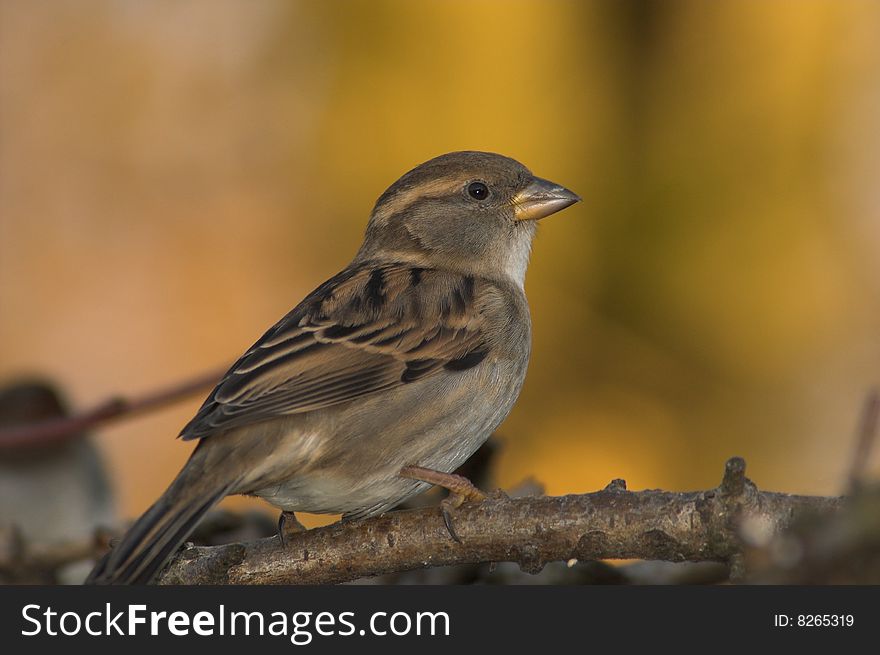 A sparrow bird close up