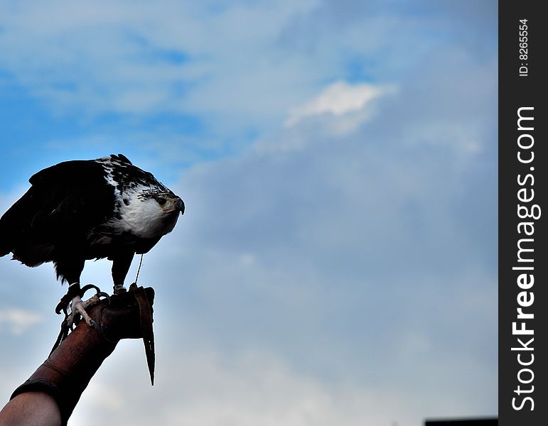 Eagle In Hand