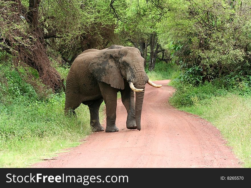 Elephant on road, Tanzania, safari