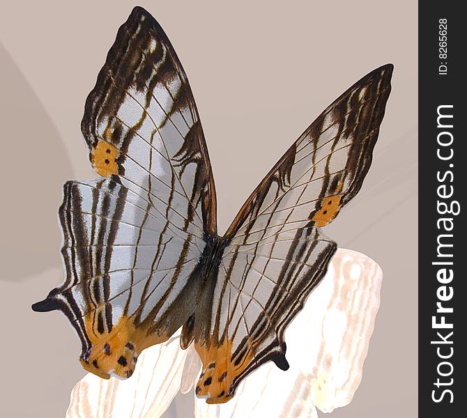 Rendered image of a beautiful butterfly - with Clipping Path. Rendered image of a beautiful butterfly - with Clipping Path