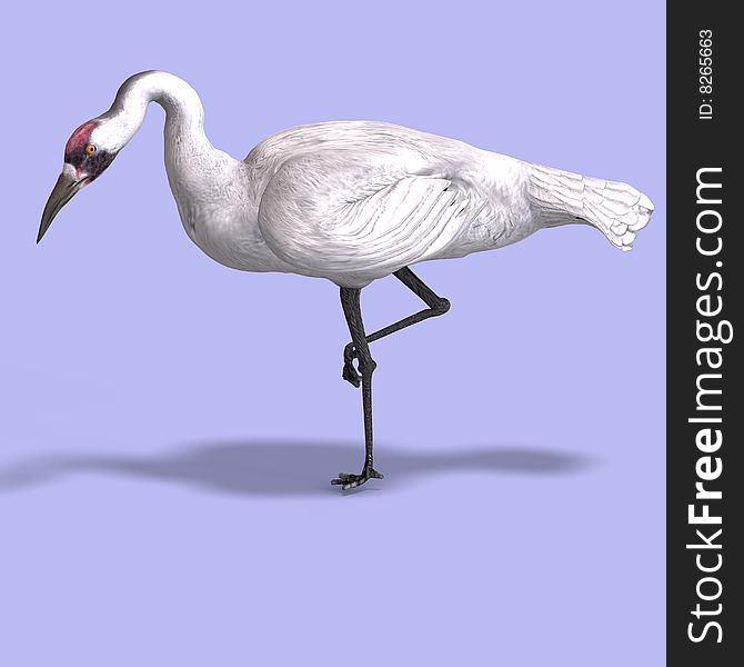 Great white crane on blue back With Clipping Path
