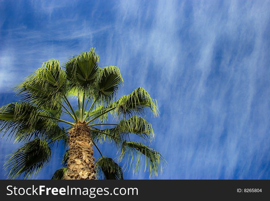 The palm tree over the background of blue sky with clouds. The palm tree over the background of blue sky with clouds