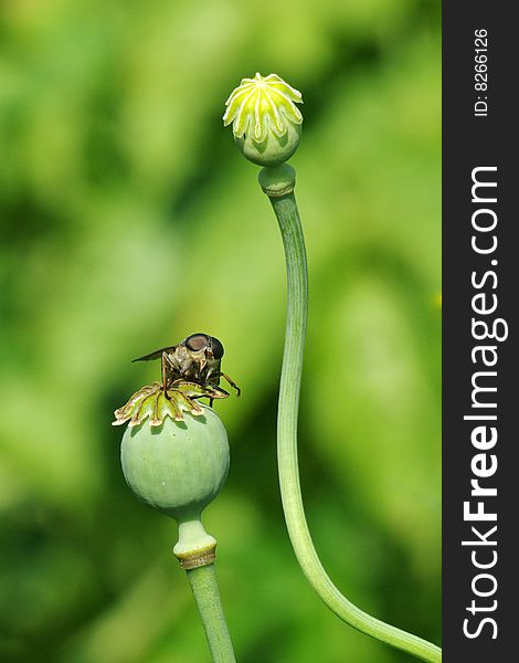 Gadfly sits on the poppy (Papaver somniferum). Gadfly sits on the poppy (Papaver somniferum)
