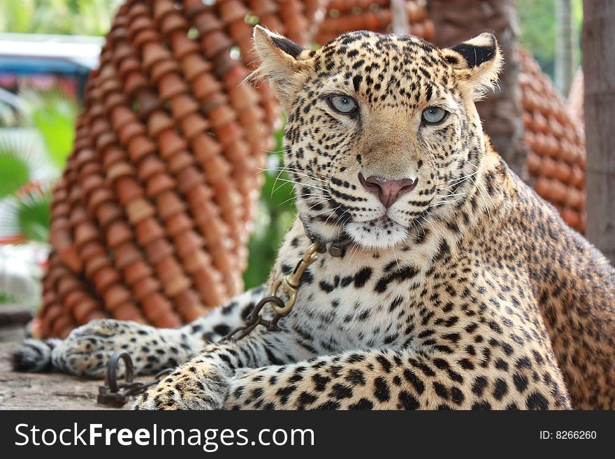 Leopard in Nung Nuch Tropical Garden