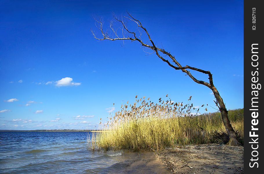 Alone tree on lake side