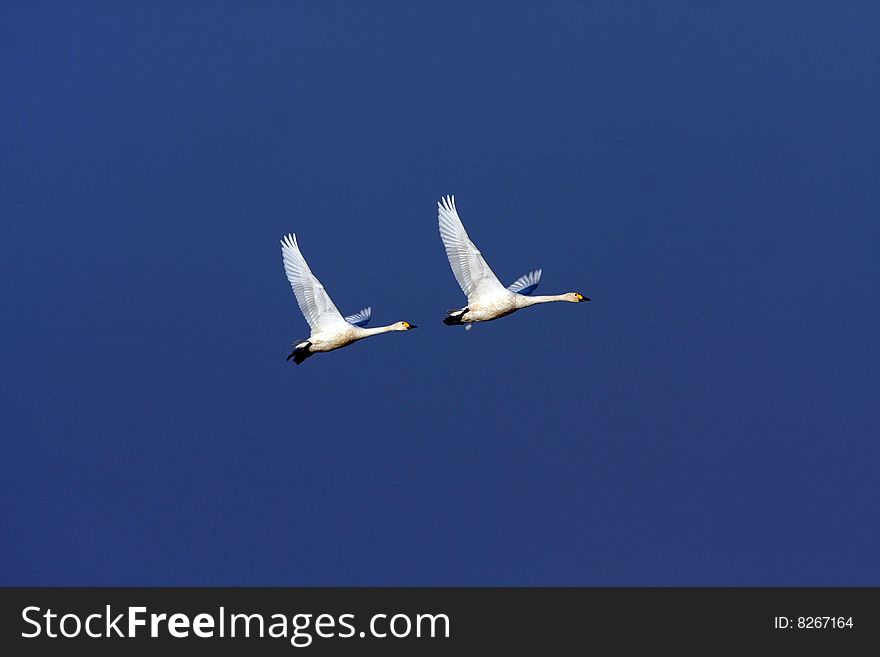 Two swans are flying freely. Two swans are flying freely