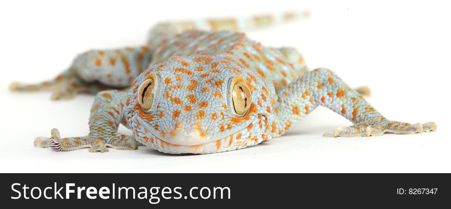 Gecko