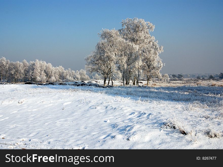 Winter landscape with frozen trees and plants