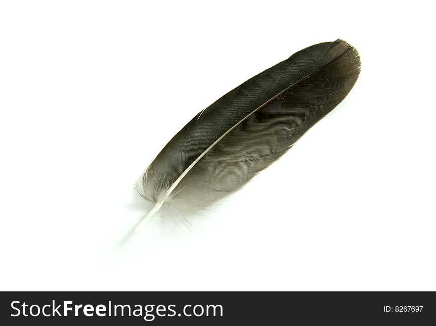 Black feather isolated on white background