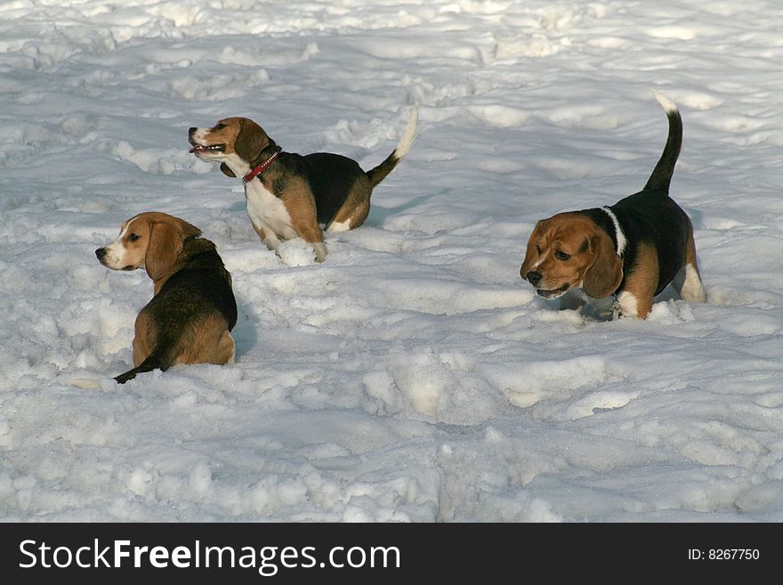 Three beagles having fun in the snowy park. Three beagles having fun in the snowy park