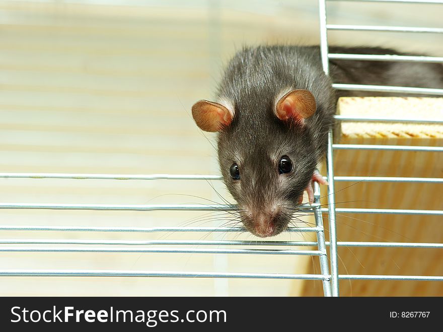 Funny black rat sits in cage