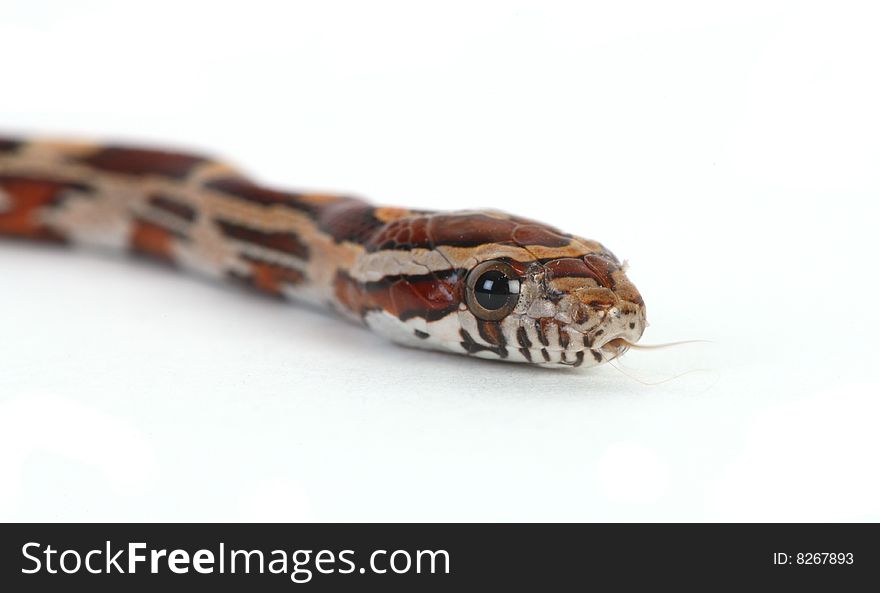 Isolated Snake