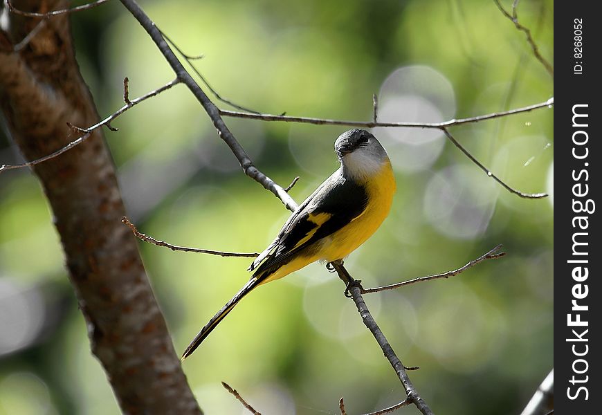 This Grey-chinned minivet is a female bird.