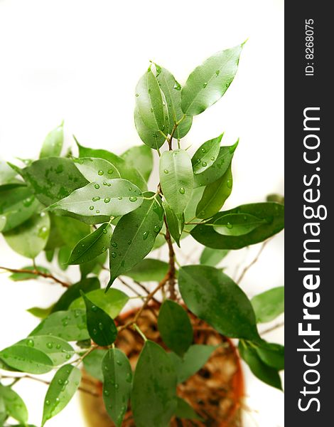 Green plant over white background