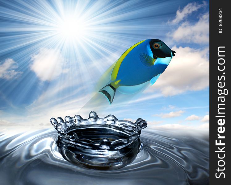 Saltwater fish leaping from the water with the sun and sky. Saltwater fish leaping from the water with the sun and sky