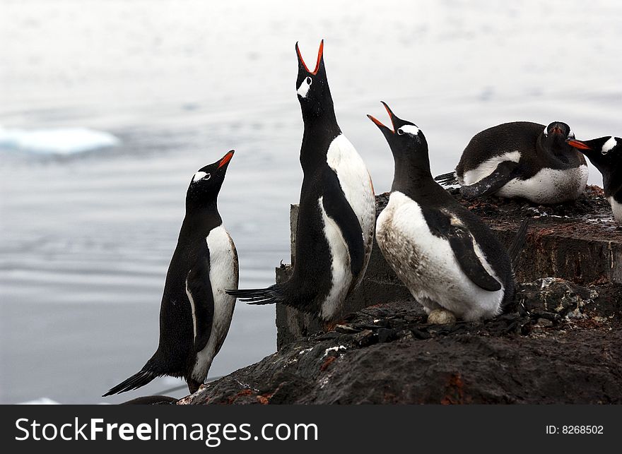 Gentoo penguin with tham colony