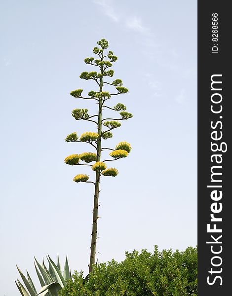Flowering of an ancient agave