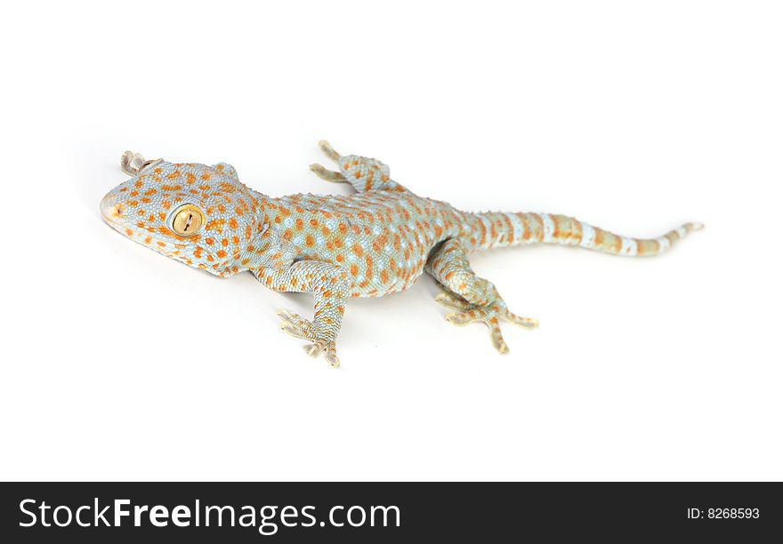 Gecko