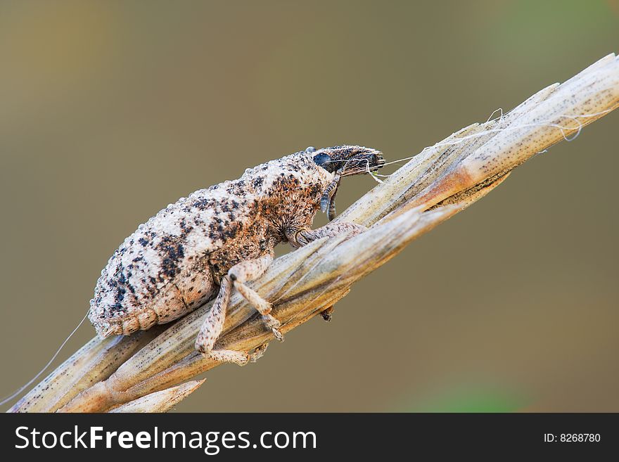 Macro weevil with a lot of waterdrops on it sitting on an old flower