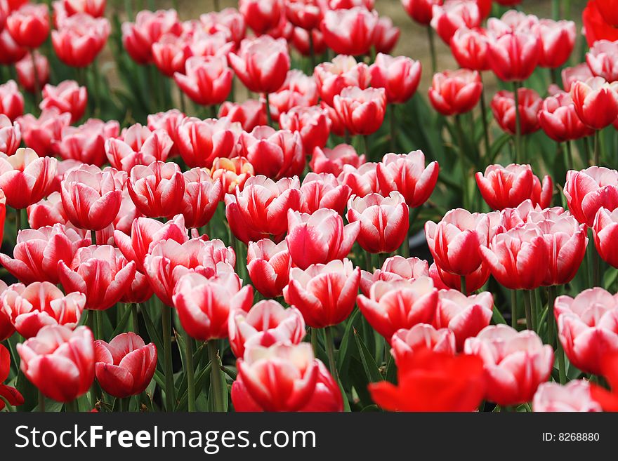 Beautiful red tulip  bloom  in spring