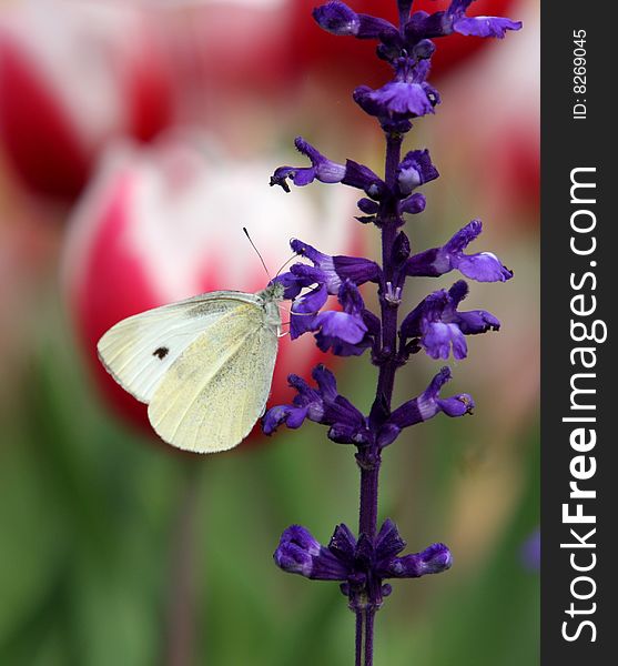 Flower & Butterfly